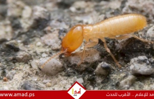 6 عادات يومية قد تجذب الآفات والحشرات إلى منزلك دون أن تشعر