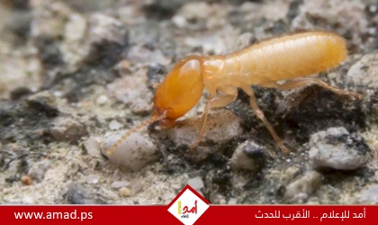 أسباب ظهور النمل الأبيض وطرق التخلص منه